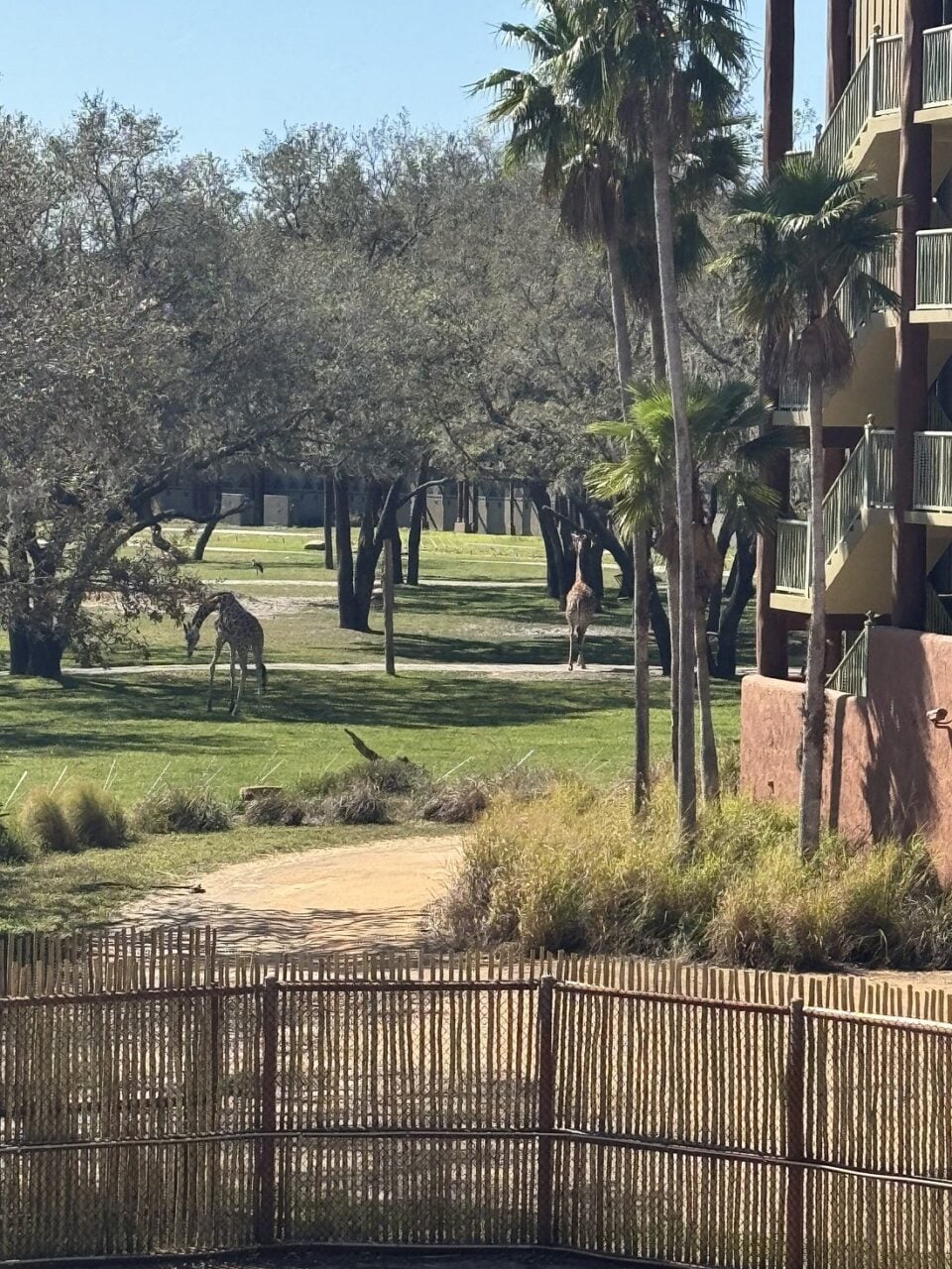 Disneys Animal Kingdom Lodge 04 | 2026 奧蘭多迪士尼住宿攻略 — 官方飯店 Vs 周邊完整比較 Disneys Animal Kingdom Lodge 04